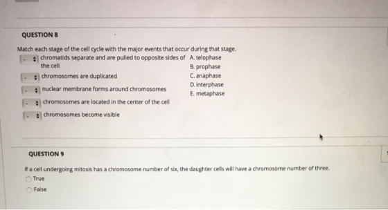 QUESTION 8 Match each stage of the cell cycle with the major events that occur during that stage. 1. chromatids separate and