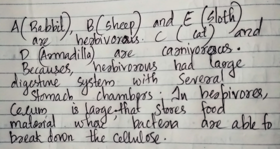 Al Rabbil), B( sheep) and € (Gloth) are I hexbivoraus. c (cat) and D Armadilla) are carnivorous. Becauses, herbivorous had la