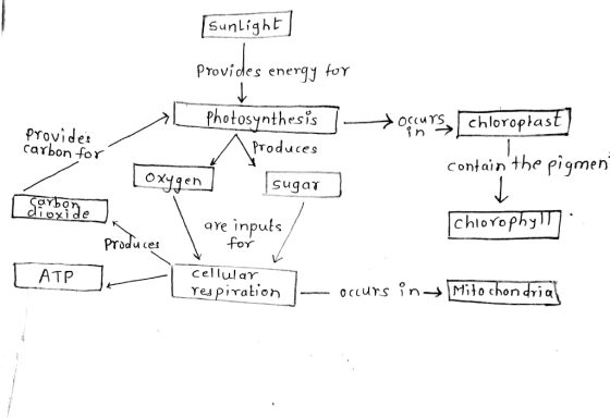 [sunlight Provides energy for in > provides carbon for Photosynthesis A produces ygen sugar occurs, chloroplast containthe p