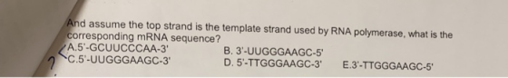 nd assume the top strand is the template strand used by RNA polymerase, what is the corresponding mRNA sequence? A.5-GCUUCCCAA-3 C.5-UUGGGAAGC-3 B. 3-UUGGGAAGC-5 D. 5-TTGGGAAGC-3 E.3-TTGGGAAGC-5