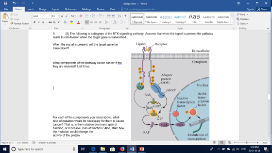 Assignment 1. - Word File Insert Design Layout References Mailings Review View Tell me what you want to do Sign in Share Home Cut Find Aria E Copy Paste Select Editing Format Painter Clipboard Paragraph Font 9 leads to cell division when the target gene is transcribed. When the signal is present, will the target gene be Styles (5) The following is a diagram of the RTK signalling pathway. Assume that when the signal is present the pathway Ligand Receptor transcribed? Extracellular Cytoplasm What components of the pathway cause cancer if th they are mutated? List three Adaptor P protein (SOS) Nucleus GNRP Active trans- RAS Inactive transcription cription actor factor RAS GDI For each of the components you listed above, what kind of mutation would be necessary for them to cause cancer? That is, is the mutation dominant, gain of function, or recessive, loss of function? Also, state how the mutation would change the activity of the protein. GTP RAF Modulation of Page 5 of 7 1121 words Ц8 English Canada) 甲 + 130% 3:30 PM O Type here to search ^回 瘟脈 ENG 2018-10-06
