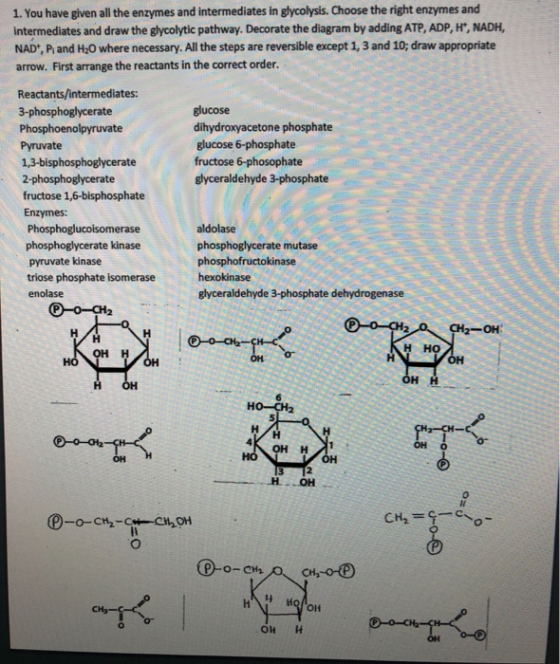 1. You have given all the enzymes and intermediates in glycolysis. Choose the right enzymes and intermediates and draw the gl