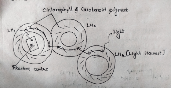 Chlorophyll & Carotenoid pigment- IH2 LHI IlHg (Light Harvest ] Reaction centre