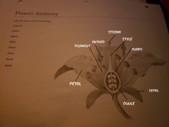 Flower Anatomy Labe the flower with the following: Filament Anther STIGVA Sigma STYLE Style ANTHER FILAMENT Ovary OVARY Petal