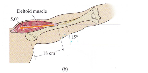 Deltoid muscle 5.0° 18 cm (b)
