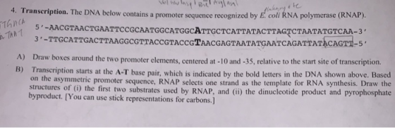 shkaryote 4. Transcription. The DNA below contains a promoter sequence recognized by E. coli RNA polymerase (NAF) TOUCA s. 5