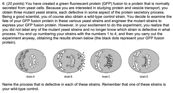 6. (20 points) You have created a green fluorescent protein (GFP) fusion to a protein that is normally secreted from yeast ce