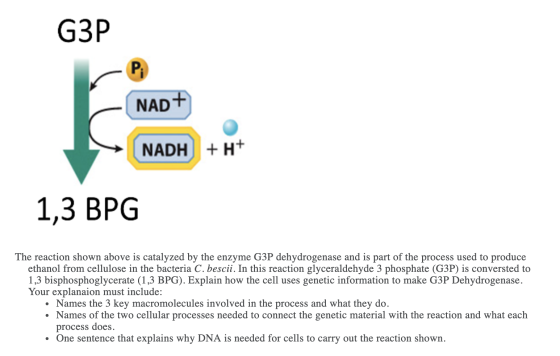 G3P - NAD+ NADH + H+ NADH + H+ 1,3 BPG The reaction shown above is catalyzed by the enzyme G3P dehydrogenase and is part of t