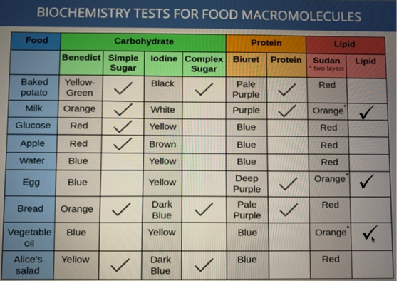 BIOCHEMISTRY TESTS FOR FOOD MACROMOLECULES Food Lipid Sudan Lipid two layers Baked potato Carbohydrate Protein Benedict Simpl