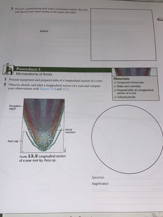 3 Procure a germinating seed with a prominent radicle. Record and sketch your observations in the space provided. Radicle Pro