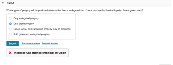 Part A Which types of progeny will be produced when ovules from a variegated four oclock plant are fertilized with pollen from a green plant? Only variegated progeny O only green progeny Green, white, and variegated progeny may be produced Both green and variegated progeny Submit Previous Answers Request Answer X Incorrect; One attempt remaining; Try Again