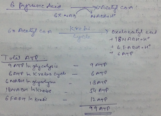 Orealo ei G NADH In Fat rebf /2 ATP 어9ATP
