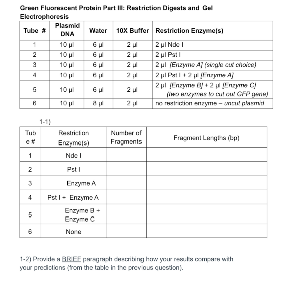 Green Fluorescent Protein Part III: Restriction Digests and Gel Electrophoresis Plasmid Tube # Water | 10X Buffer Restriction