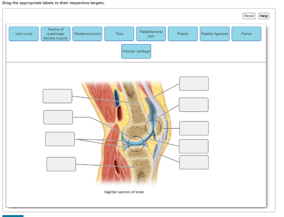 Drag the appropriate labels to their respective targets. Reset Help Joint cavity Tendon of quadriceps femoris muscle Tibiofem