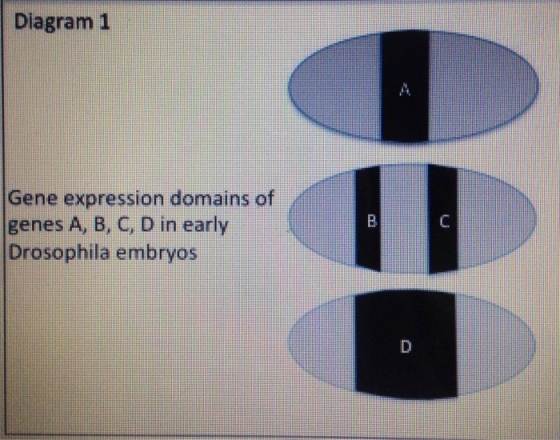 Gene A is regulated by DNA binding transcription f