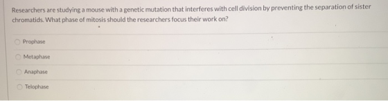 Researchers are studying a mouse with a genetic mutation that interferes with cell division by preventing the separation of s