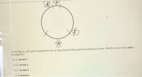 In the figure, cell cycle checkpoints are at only three of the points located by arrows. Which one arrow is not a checkpoint?