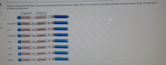 Look at the sequences in the figure. They all represent different bacterial promoter regions. Which of the sequences listed b