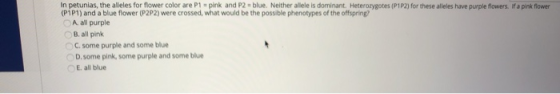 In petunias, the alleles for flower color are P1 - pink and P2 - blue. Neither allele is dominant. Heterozygotes (P1P2 for th