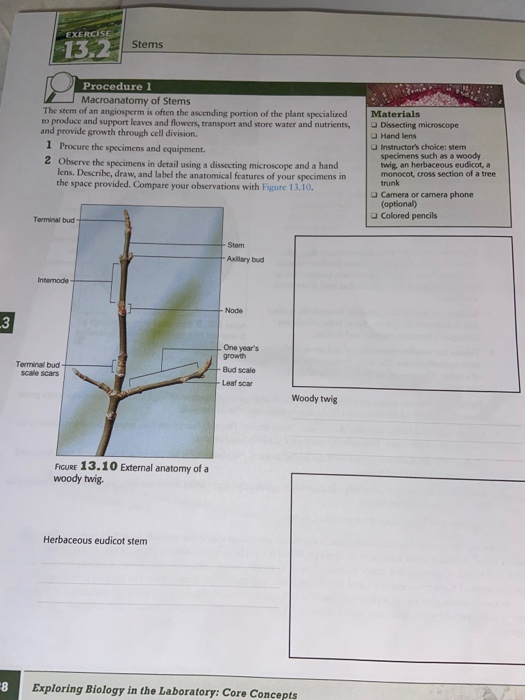 EXERCISE | 13.2 Stems Procedure 1 Macroanatomy of Stems The stem of an angiosperm is often the ascending portion of the plant