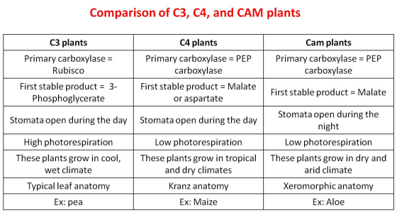 Comparison of C3, C4, and CAM plants C3 plants Primary carboxylase = Rubisco C4 plants Primary carboxylase = PEP carboxylase