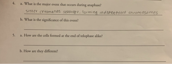 4. a. What is the major event that occurs during anaphase? Sister chromatias separare, forming indepentdent chromosomes b. Wh