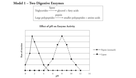 Model 1 - Two Digestive Enzymes lipase Triglycerides glycerol + fatty acids pepsin Large polypeptides smaller polypeptides +