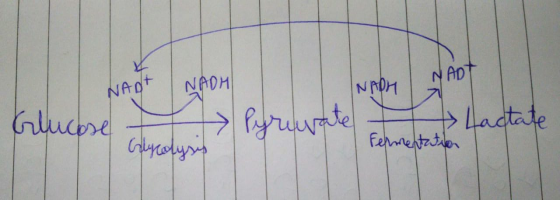 NADH NADH NAT NAD+ Glucose Pyruvate Lactate Fermentation