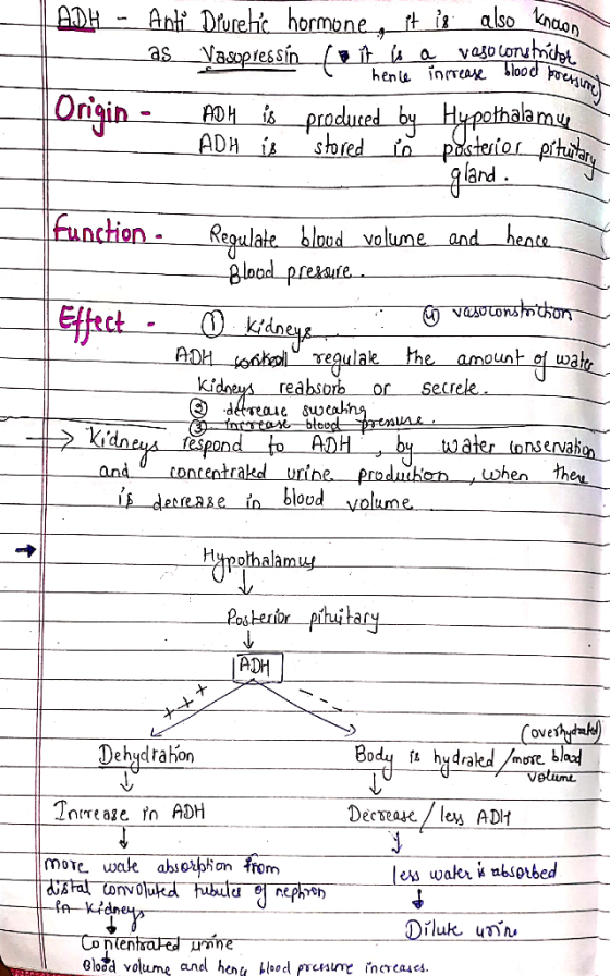 ADH Anti Dureh hormone tis also naon vasoloruhnict hen inTea llood reu as Vasopressín tis a Origin= ADH 6pradued byHyphaam AD