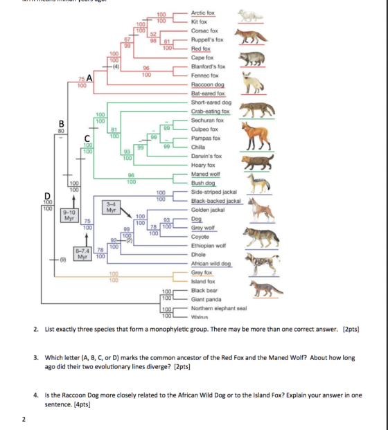 100 52 98 Arctic fox Kit fox Corsac fox Ruppells fox Red fox Cape fox Blanfords fox Fennec fox Raccoon dog Bat-eared fox Sh
