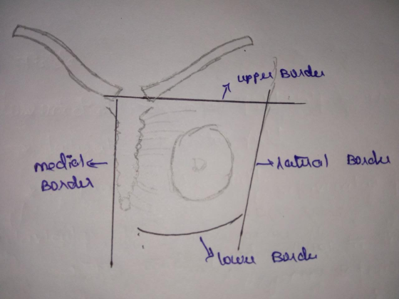 T upper Bulder I Hatual Borde medias Border Lowel Boich