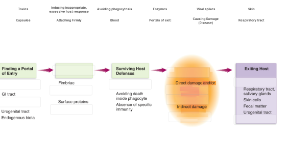 Toxins Capsules Finding a Portal of Entry GI tract