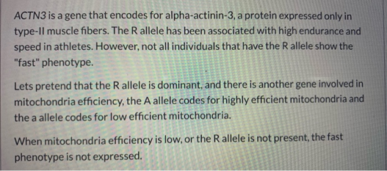 ACTN3 is a gene that encodes for alpha-actinin-3, a protein expressed only in type-Il muscle fibers. The R allele has been as