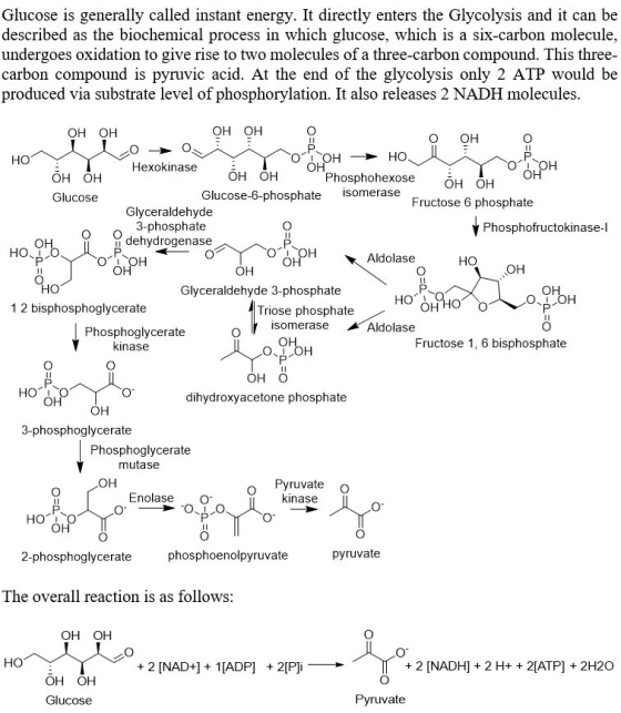 Glucose is generally called instant energy. It directly enters the Glycolysis and it can be described as the biochemical process in which glucose, which is a six-carbon molecule, undergoes oxidation to give rise to two molecules of a three-carbon compound. This three- carbon compound is pyruvic acid. At the end of the glycolysis only 2 ATP would be produced via substrate level of phosphorylation. It also releases 2 NADH molecules OH OH OH OH о он но Hexokinase OH OH Phosphohexose он OH OH Glucose OH OH Glucose-6-phosphate isomerase Fructose 6 phosphate Glyceraldehyde o o3-phosphate i dehydrogenase Phosphofructokinase-l но. Aldolase он Glyceraldehyde 3-phosphate он 1 2 bisphosphoglycerate Triose phosphate isomerase Aldolase Phosphoglycerate kinase Fructose 1, 6 bisphosphate OH O dihydroxyacetone phosphate OH 3-phosphoglycerate Phosphoglycerate mutase он Pyruvate o Enolase O kinase 2-phosphoglycerate phosphoenolpyruvate pyruvate The overall reaction is as follows: онон HO + 2 [NAD+ 1[ADP] + 2[Pli + 2 [NADH] +2 H+ +2[ATP] + 2H20 онон Glucose Pyruvate