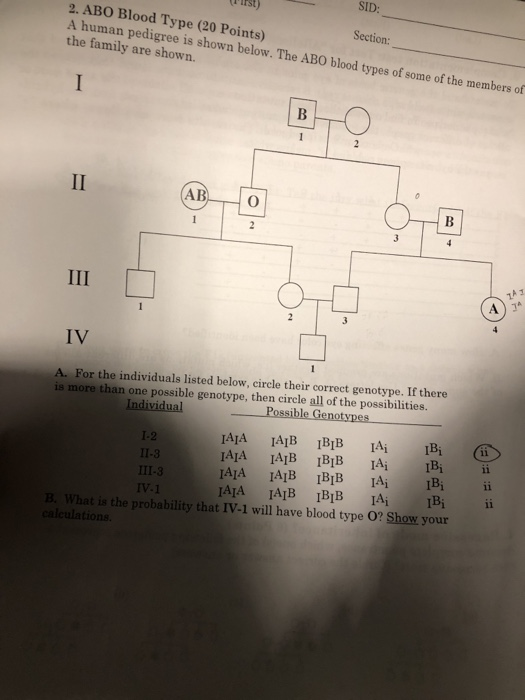 Tirst) SID: Section: 2. ABO Blood Type (20 Points) A human pedigree is shown below. The ABO blood types of some of the member