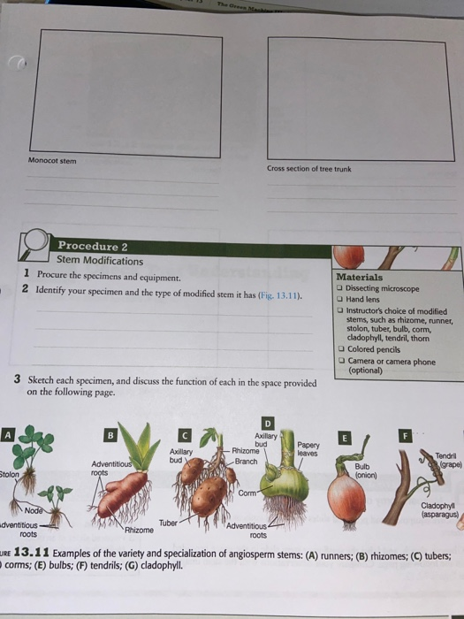 The ONE Monocot stem Cross section of tree trunk Procedure 2 Stem Modifications 1 Procure the specimens and equipment. 2 Iden