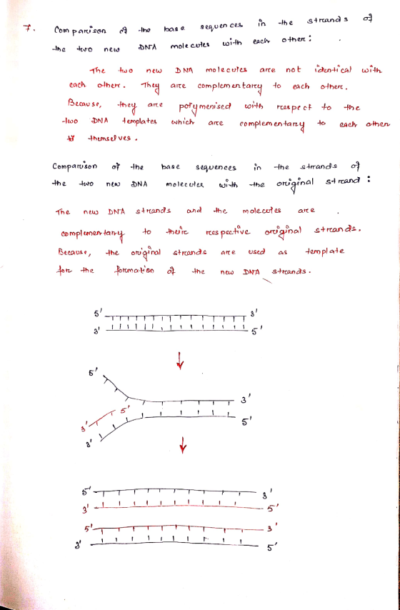 in the Strands 7. com parison १ base sequences with each other the tero new DNA molecules The towo new arte each other. They