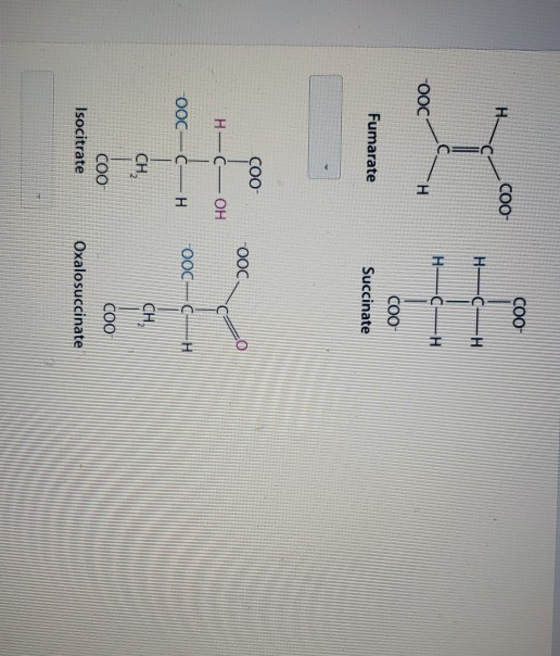 00 -OOC COO Fumarate Succinate ÇOO H-C-OH OOC-CHOOC-CH lost CH CH COO COO Isocitrate Oxalosuccinate