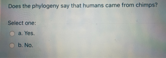 Does the phylogeny say that humans came from chimps? Select one: a. Yes. b. No.
