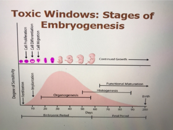 Toxic Windows: Stages of $ Embryogenesis Cell Proliferation Cell Differentiation Cell Migration , 3 3 9 Continued Growth - Co