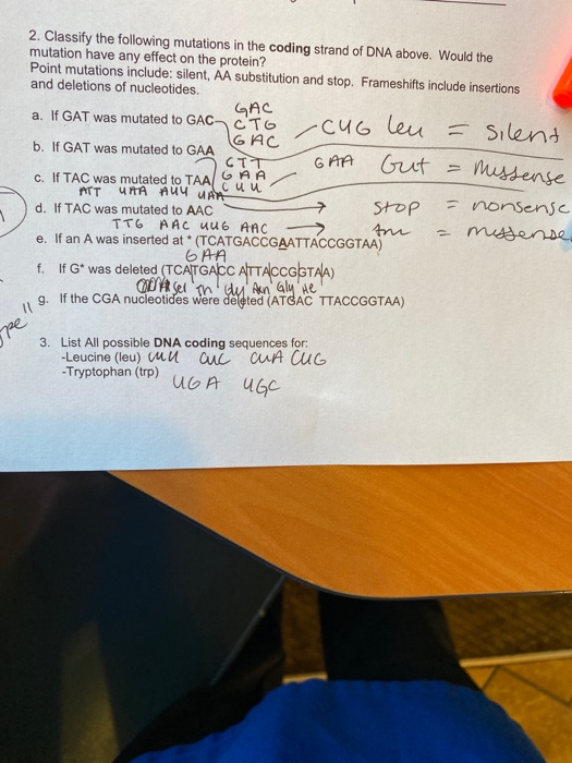 2. Classify the following mutations in the coding strand of DNA above. Would the mutation have any effect on the protein? Poi