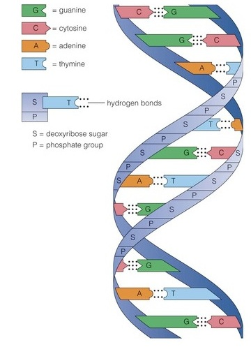 guanine C > cytosine - adenine T thymine ..hydrogen bonds S deoxyribose sugar P- phosphate group