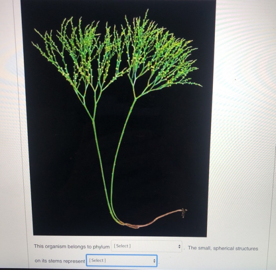 This organism belongs to phylum [Select] The small, spherical structures on its stems represent. (Select]