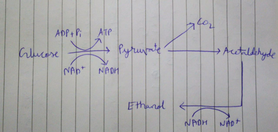 APP+ Pi Acetaldehyde Gilecese Pyruvalle + NAP+ NADH Ethanol NADH Nhot