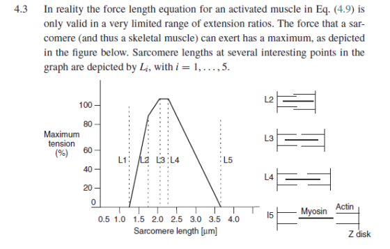 reality the force length equati only valid in a very limited range of extension ratios. The force that a sar- comere (and thus a skeletal muscle) can exert has a maximum, as depicted in the figure below. Sarcomere lengths at several interesting points in the graph are depicted by Li, with i1,....5. L2 100 Maximumm L3 ension 60 (96) L5 40 し4 20 0) 0.5 1.0 1.5 2.0 2.5 3.0 3.5 4.0 Sarcomere length Jum) Z disk