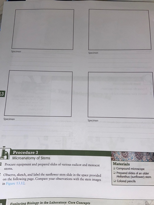 Specimen Specimen 13 Specimen Specimen Procedure 3 Microanatomy of Stems 1 Procure equipment and prepared slides of various e