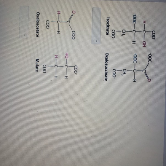 ÇOO- H- OH OOCO 00C—C COOCLC-H CH CH, COO Isocitrate Coo Oxalosuccinate ÇOO COO но — ст H— Сн COO COO Malate Oxaloacetate