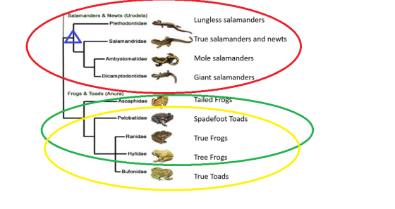 Salamanders & Newts (Urodela) -Plethodontidae Lungless salamanders True salamanders and newts -Salamandridae -Ambystomatidae