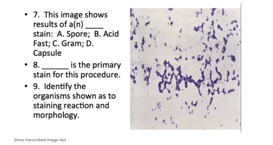 • 7. This image shows results of a(n). stain: A. Spore; B. Acid Fast; C. Gram; D. Capsule 8. is the primary stain for this pr
