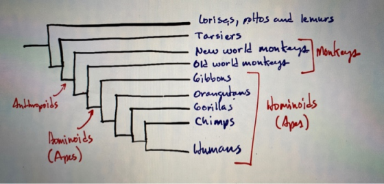 lorises, coltos and lemurs Tarsiers New world monkeys Monkeys -old world monkeys •Gibbons Orangutans Hominoids Chimps (Apes)